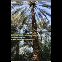 29590 05 0110 Dattelpalmen-Plantage, Al Ain, Abu Dhabi, Emirate 2017.jpg